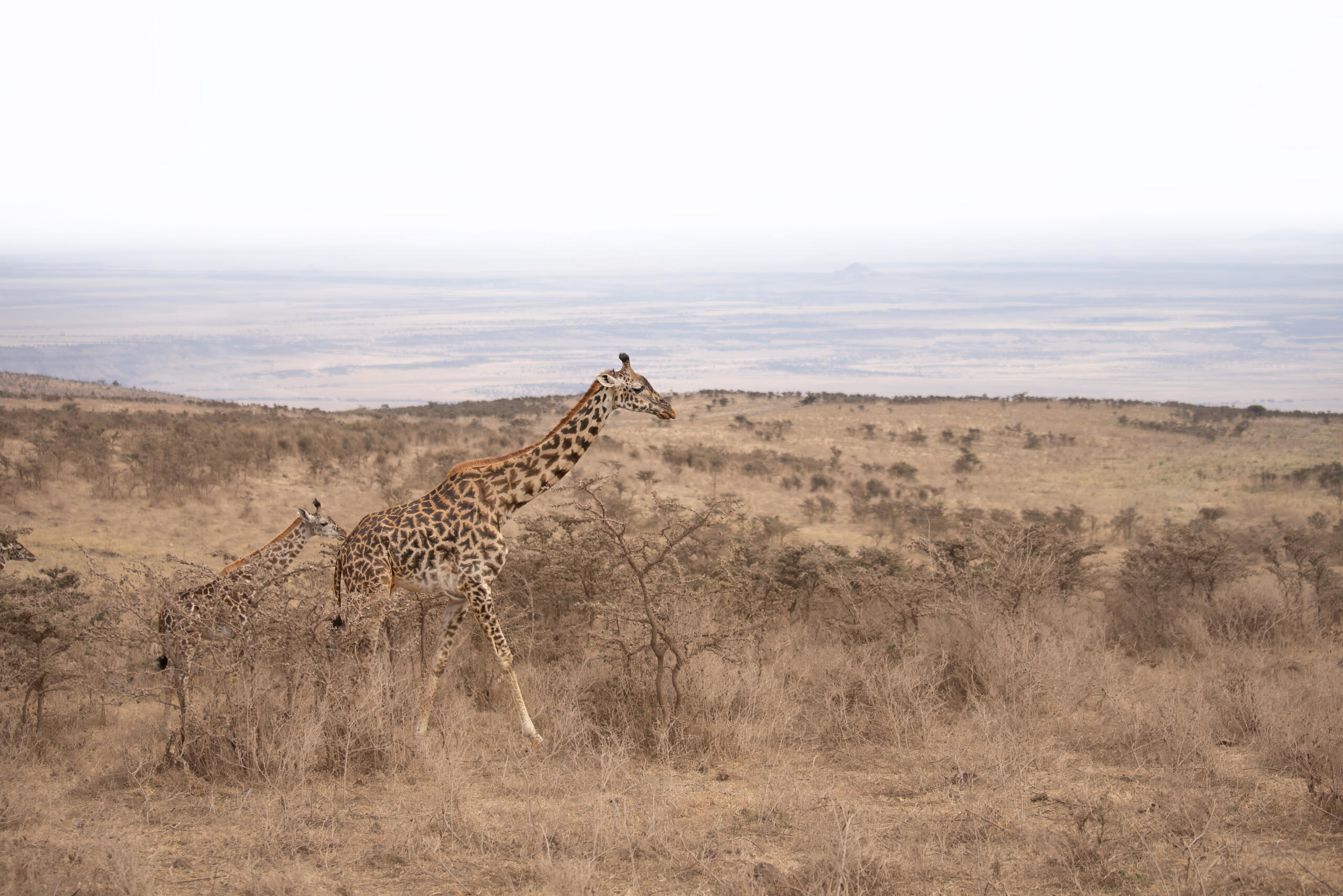 GIRAFFETANZANIA