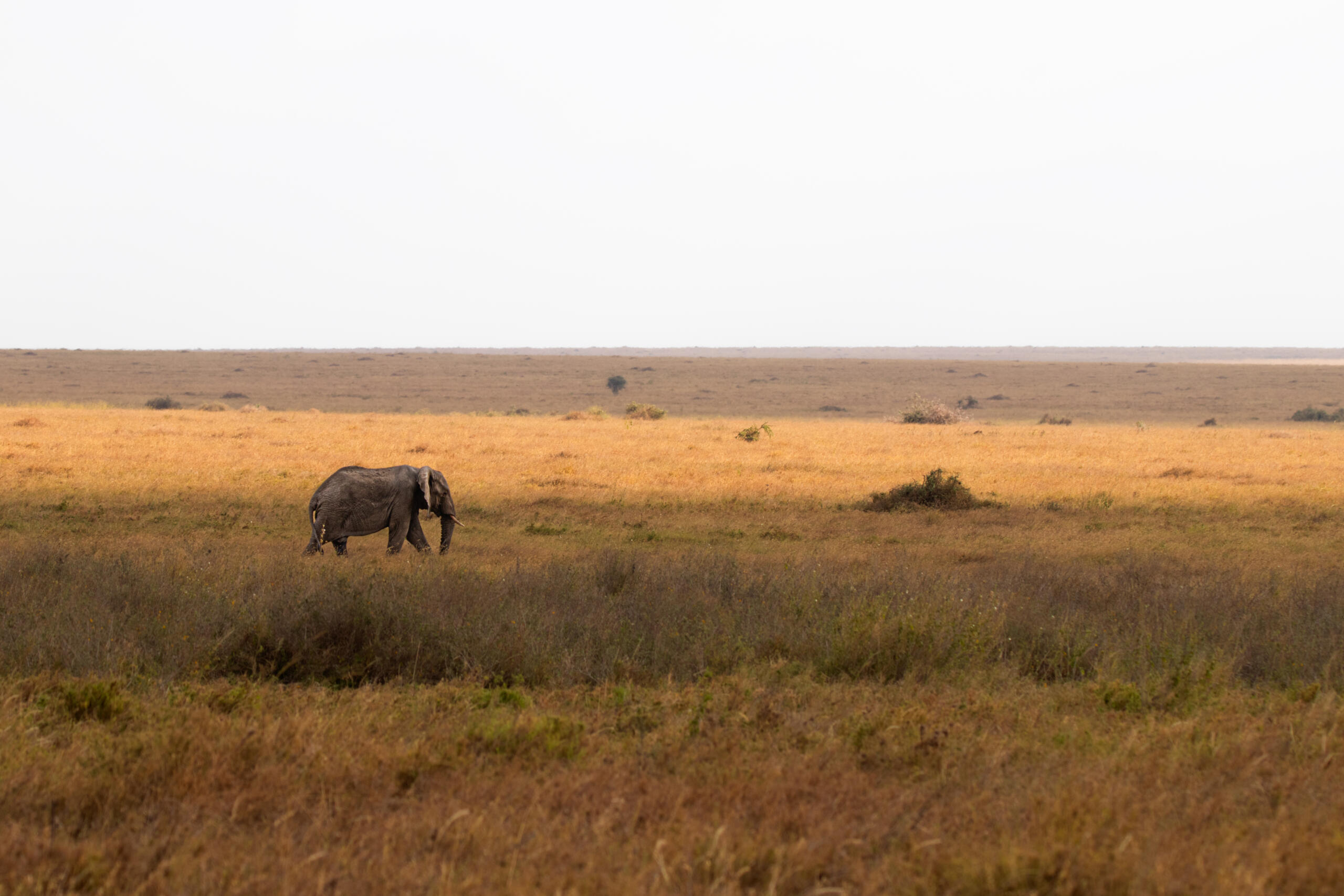 INFINITEDISTESENOTOPAZ
